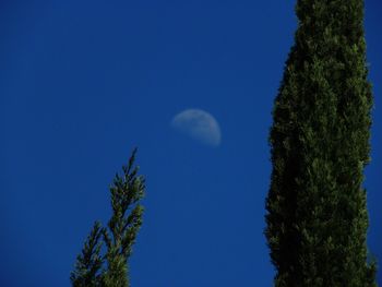 Low angle view of trees against blue sky