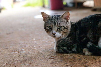 Close-up portrait of tabby cat