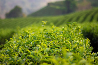 Surface level of crops growing on field