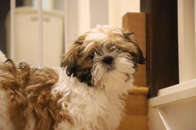 Close-up of dog at home