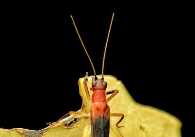 Close-up of insect over black background