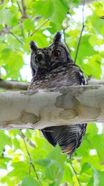 Low angle view of owl perching on tree