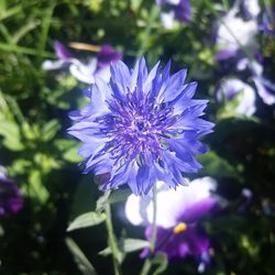 Close-up of purple flowers