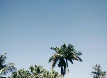 Low angle view of palm trees against blue sky