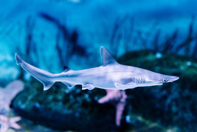 Fish swimming in sea