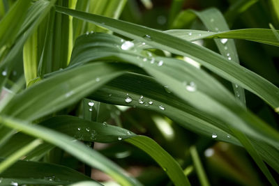 Close-up of wet plant leaves during rainy season