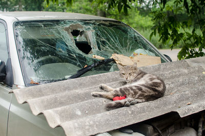 Tabby cat lying on the hood of a wrecked car with a broken windshield.