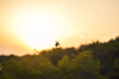 Close-up of spider on web during sunset