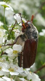 Close-up of insect perching on flower