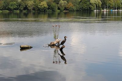 View of birds swimming in lake