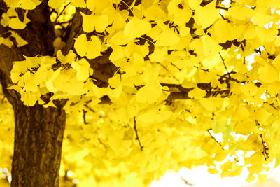 Full frame shot of yellow tree