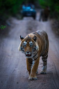 Full length of a cat walking on road