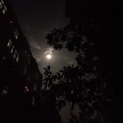 Low angle view of silhouette trees against sky at night