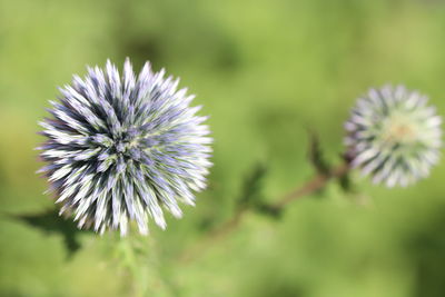 Close-up of purple flowering plant