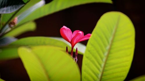 Close-up of pink rose flower