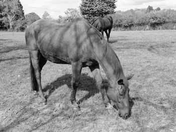 Horses in the field