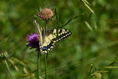 Close-up of butterfly pollinating on purple flower