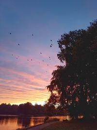Silhouette trees against sky during sunset