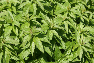 Full frame shot of green leaves