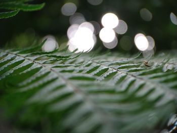 Close-up of wet leaves