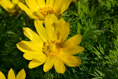 Close-up of yellow flower