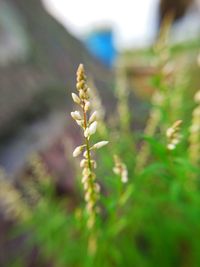 Close-up of plant growing on field