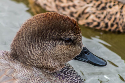 Close-up of duck swimming in lake