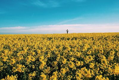 Scenic view of field against sky