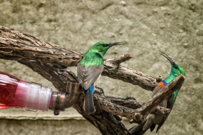 Sunbirds perching on branch against wall