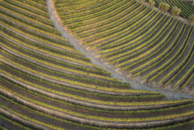 Full frame shot of rice paddy