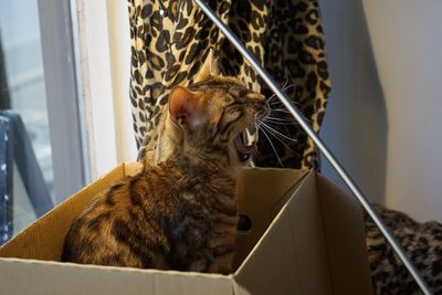 Cat yawning in cardboard box