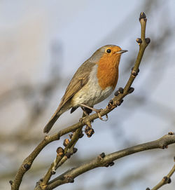 Close-up of bird perching on branch