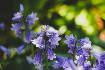 Close-up of insect on purple flowering plant