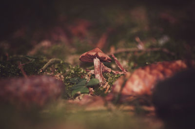 Close-up of mushroom growing on field