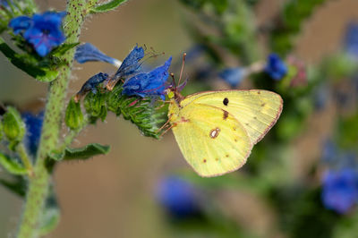 Close-up of butterfly on purple flower