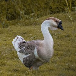 Side view of a duck on field