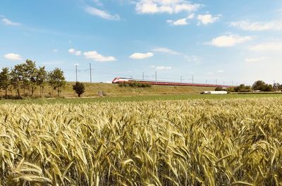 Scenic view of agricultural field against sky