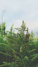 Plants and trees against sky