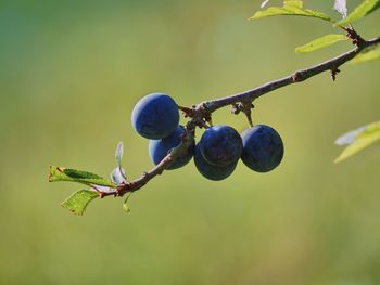 Close-up of berries growing on tree