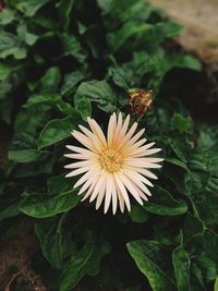 Close-up of flower blooming outdoors