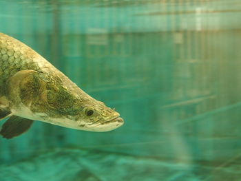 Close-up of fish swimming in water