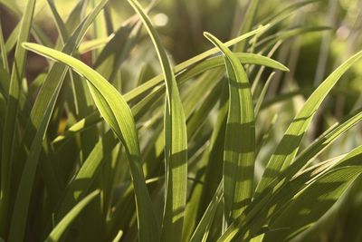 Close-up of fresh green plant in field