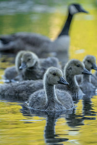 View of ducks swimming in lake