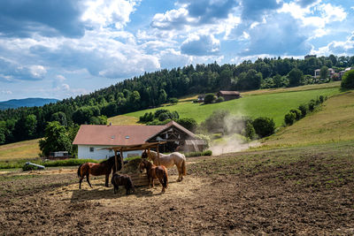 Scenic view of agricultural field against sky