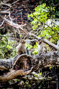 Lizard on a tree