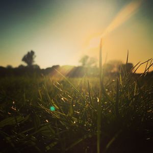 Close-up of plants against sky during sunset