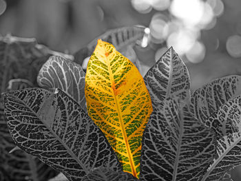 Close-up of yellow leaves against blurred background