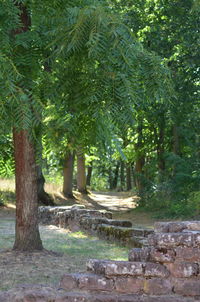 Trees in forest