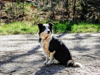 View of a dog sitting on field