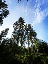 Low angle view of palm trees against sky